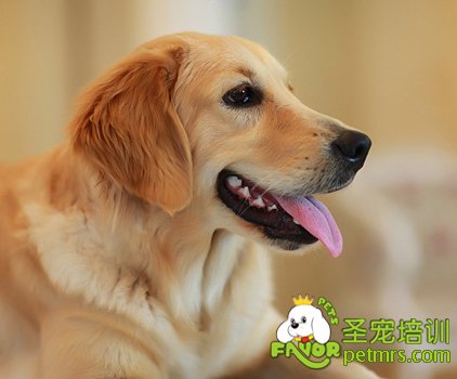 金毛犬
