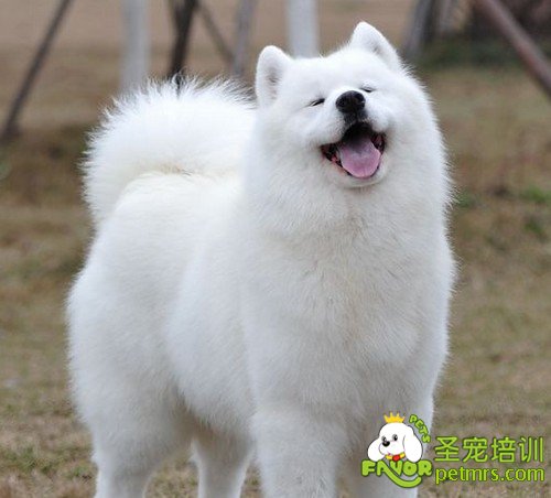 可愛寵物狗