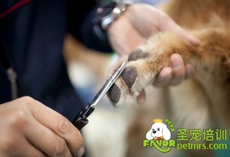 狗狗腳掌