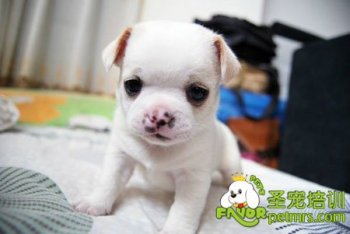 可愛(ài)狗狗