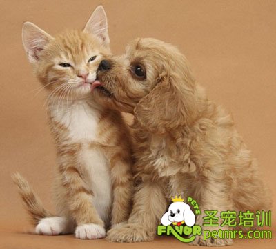 狗狗和貓咪