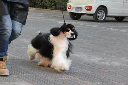 圣寵學(xué)子在進(jìn)行訓(xùn)犬訓(xùn)練