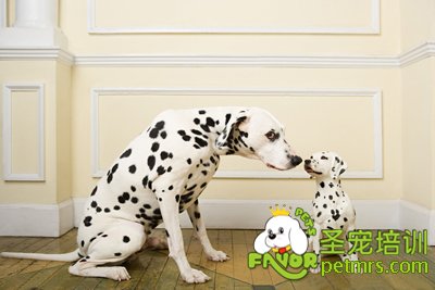 斑點(diǎn)犬