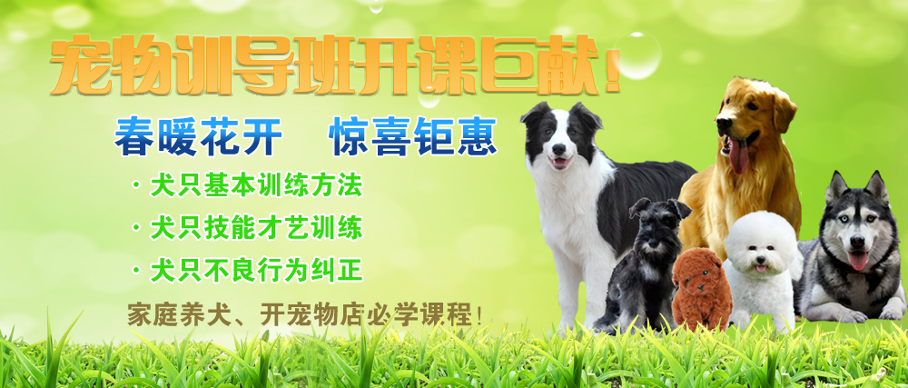 寵物訓(xùn)導(dǎo)班開(kāi)課了