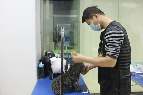 店鋪技術(shù)班第1期學員課前給貴賓犬梳毛