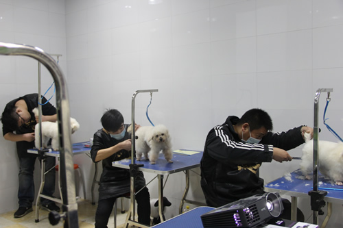 店鋪技術(shù)班第1期學員第一次實犬修剪貴賓犬