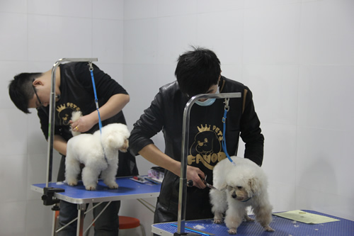 店鋪技術(shù)班第1期學員第一次實犬修剪貴賓犬