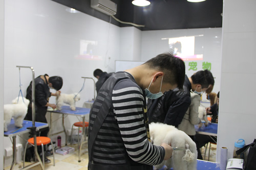 店鋪技術(shù)班第1期學員第一次實犬修剪貴賓犬