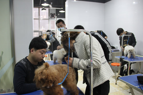 圣寵店鋪技術(shù)班第一期學(xué)員開(kāi)始實(shí)犬剪狗了