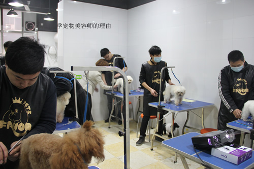 圣寵店鋪技術(shù)班第一期學(xué)員開(kāi)始實(shí)犬剪狗了