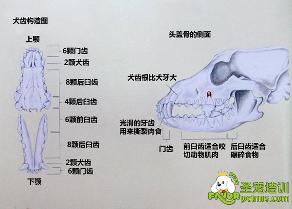 犬齒構(gòu)造圖詳細