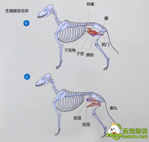 犬生殖器官詳細(xì)【圖】