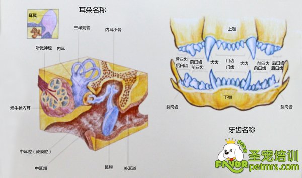 犬齒和耳朵詳細(xì)構(gòu)造【圖】