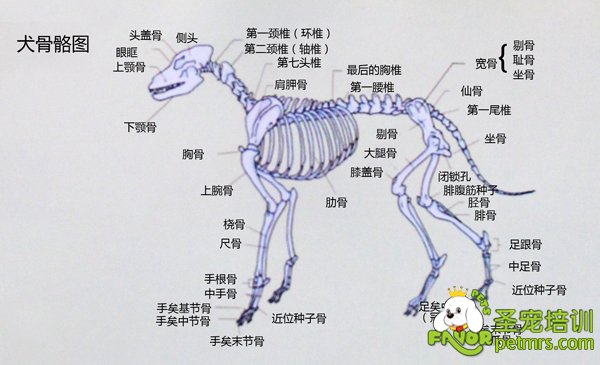 犬只骨骼分布圖詳細(xì)