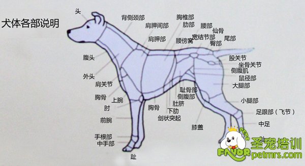 犬身體各部詳細(xì)說(shuō)明【圖】