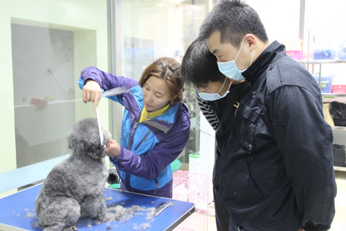 金老師指導(dǎo)學(xué)員貴賓犬修剪手法