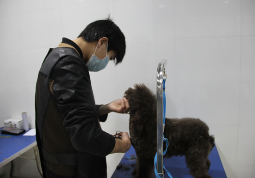 店鋪技術(shù)班第1期學員王玉龍貴賓犬實操練習
