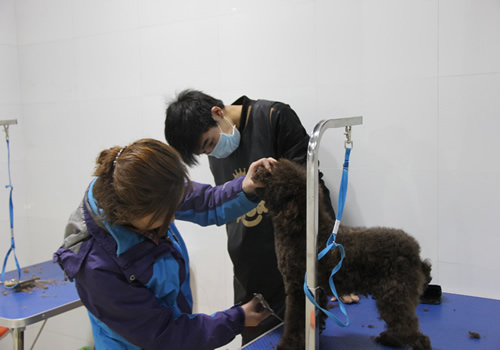 店鋪技術(shù)班第1期老師指導學員貴賓犬前腳修剪