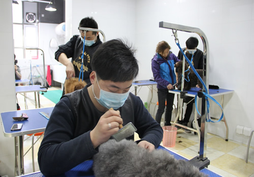 店鋪技術(shù)班第1期學員王金龍貴賓犬梳毛練習