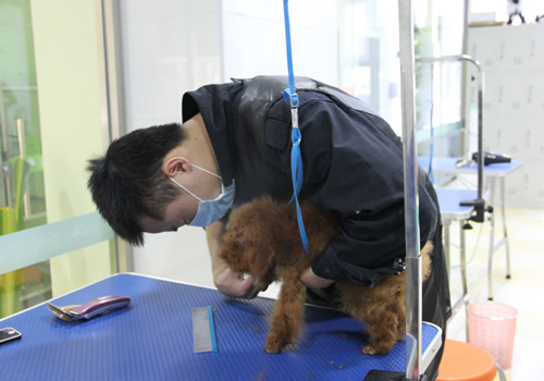 店鋪技術(shù)班第1期學員張巖貴賓犬前腳洗剪