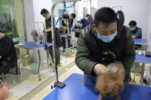 圣寵店鋪技術(shù)班第1期學(xué)員貴賓犬實(shí)操課堂