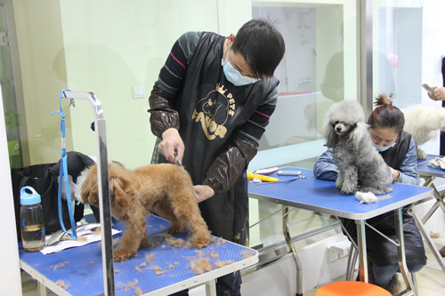 圣寵店鋪技術(shù)班第1期學(xué)員貴賓犬實(shí)操課堂