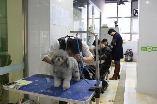貴賓犬實操練習(xí)課堂