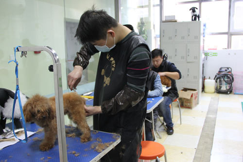 貴賓犬實操練習(xí)課堂