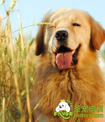 金毛犬