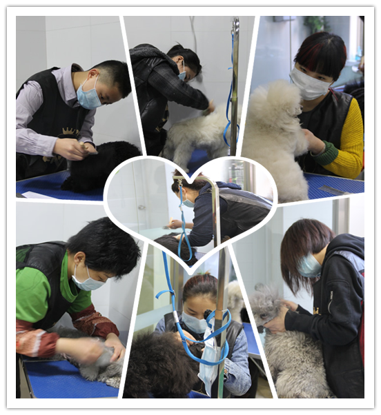 店鋪技術(shù)班學員貴賓犬實操課