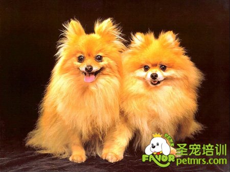 博美犬