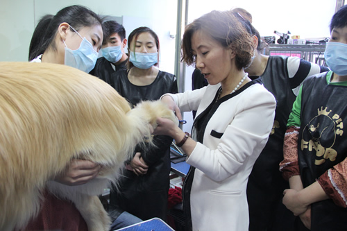 店鋪技術(shù)班金毛犬講解