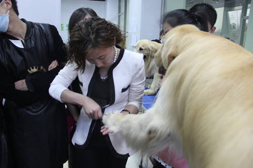 店鋪技術(shù)班金毛犬講解