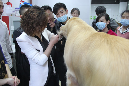 店鋪技術(shù)班金毛犬講解