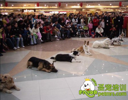 狗狗臥下