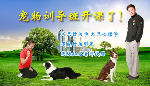 寵物訓(xùn)導(dǎo)班開課了