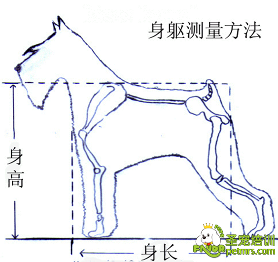 狗狗骨身高測量