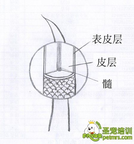 毛發(fā)的結(jié)構(gòu)