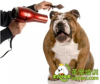 斗牛犬