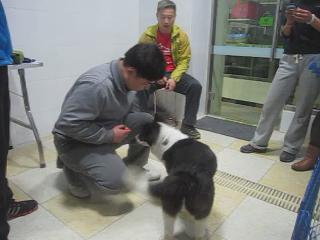 犬只獎(jiǎng)勵(lì)訓(xùn)練