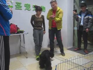 犬只獎(jiǎng)勵(lì)訓(xùn)練