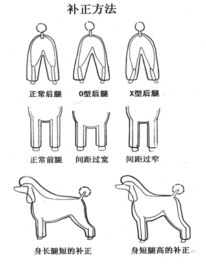 貴賓犬修剪標(biāo)準(zhǔn)