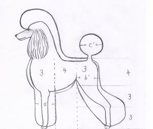 貴賓犬修剪標(biāo)準(zhǔn)