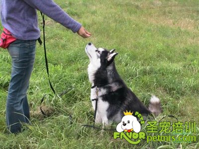 可愛(ài)狗狗