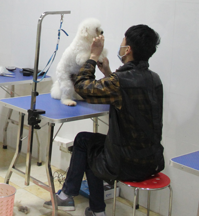 學(xué)員在給狗狗梳毛