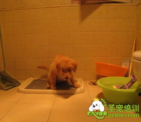 狗狗上廁所