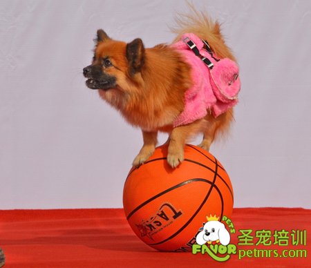 狗狗才藝