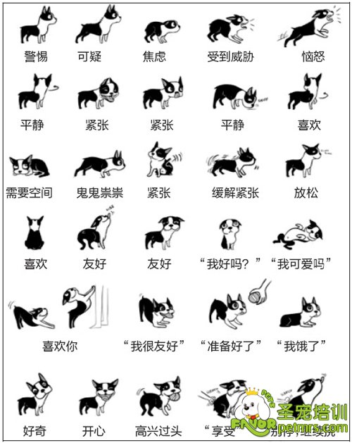 狗狗身體語言