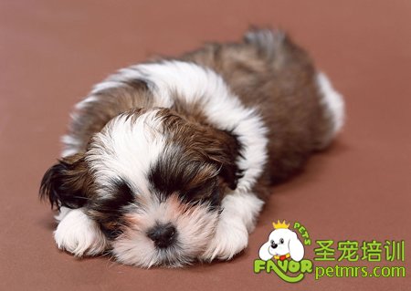 狗狗細(xì)小