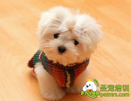 可愛的狗狗